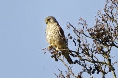 Male Kestrel Front View on Branch