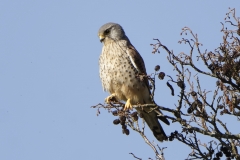 Male Kestrel Front View on Branch