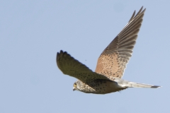 Male Kestrel in Flight