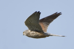 Male Kestrel in Flight