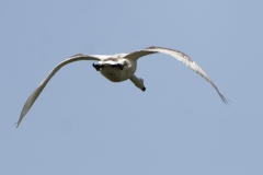 Swan in Flight Back View