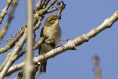 Willow Warbler Front View on Branch