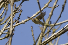 Willow Warbler in Flight