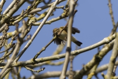 Willow Warbler in Flight