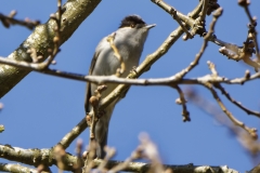 Male Blackcap Front View on Branch