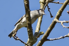 Male Blackcap Front View on Branch