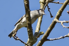 Male Blackcap Front View on Branch