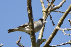 Male Blackcap Front View on Branch