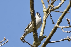 Male Blackcap Front View on Branch