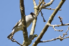 Male Blackcap Front View on Branch