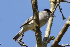 Male Blackcap Front View on Branch