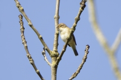 Willow Warbler Front View on Branch