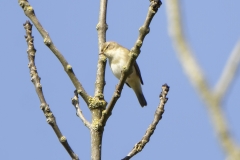 Willow Warbler Front View on Branch