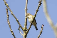 Willow Warbler Front View on Branch