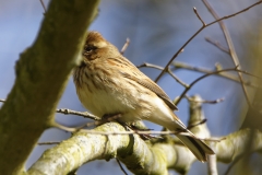 Female Reed Bunting Side View  on Branch