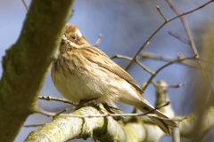 Female Reed Bunting Side View  on Branch