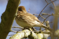 Female Reed Bunting Side View  on Branch