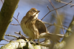 Female Reed Bunting Front View  on Branch