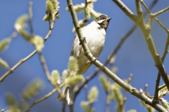 Male Reed Bunting Front View  on Branch