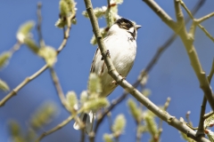 Male Reed Bunting Front View  on Branch