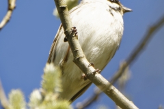 Male Reed Bunting Front View  on Branch