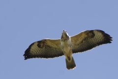 Buzzard in Flight