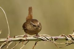 Wren Front View on Branch