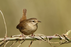 Wren Front View on Branch