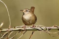 Wren Front View on Branch