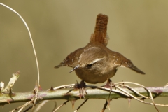 Wren Front View on Branch