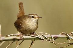 Wren Front View on Branch