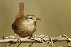 Wren Front View on Branch