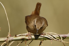 Wren Front View on Branch