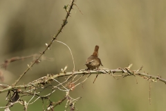 Wren Front View on Branch