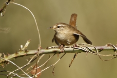 Wren Front View on Branch