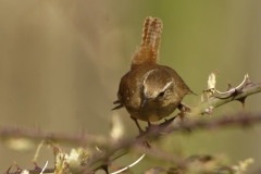 Wren Front View on Branch