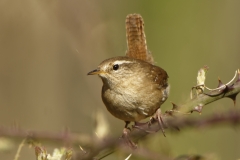 Wren Front View on Branch