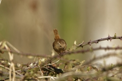 Wren Front View on Branch