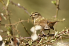 Wren Back View on Branch