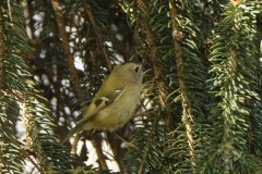 Goldcrest Side View on a Fur Tree