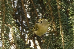 Goldcrest Front View on a Fur Tree