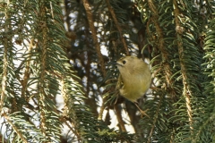 Goldcrest Front View on a Fur Tree