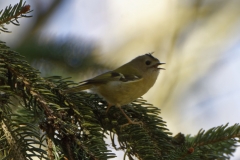 Goldcrest Side View on a Fur Tree