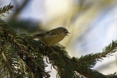 Goldcrest Side View on a Fur Tree