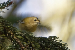 Goldcrest Front View on a Fur Tree