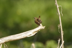 Wren Back View on Branch