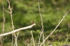 Wren Back View on Branch