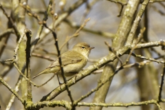 Willow Warbler Side View on Branch