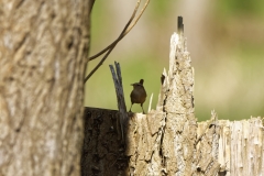 Wren Front View on Tree Trunk