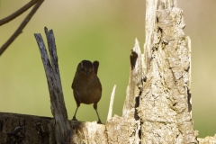 Wren Front View on Tree Trunk